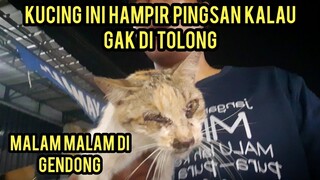 Astagfirullah Kucing Ini Sakit Parah Di Pinggir Jalan Sampai di Gendong Bawa Pulang..!