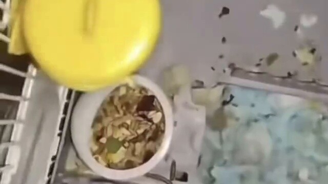 Hamster: Saya tidak akan bicara sampai pengacara saya datang.