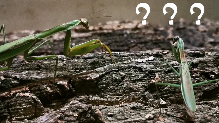 When 6cm Northeast Mantis Sees 10.7cm Jiangsu Mantis