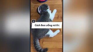 Đây là cách mèo nhà tôi uống nước cat cutecat fyp foryou