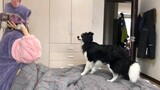 Chó nhà người ta vs chó nhà mình
