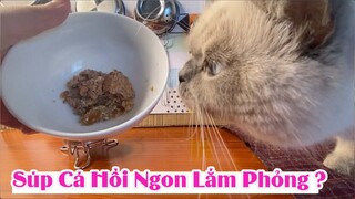 Cách làm súp cá hồi tuyệt vời nhất cho mèo - Đơn giản lắm nhé