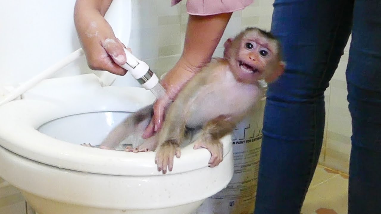 Monkey Baby Bon Bon oes to the toilet and plays with Ducklings in the  swimming pool 