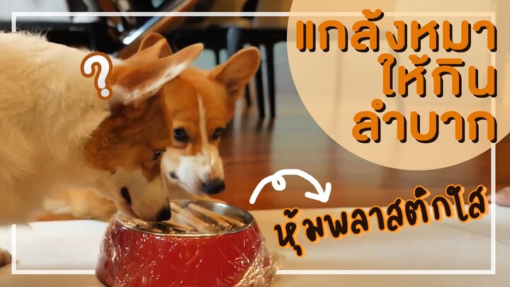 แกล้งหมาให้กินลำบาก!! ถ้าขนมกินยาก หมาจะกินมั้ยนะ??