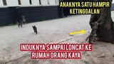 Subhanallah 3 Anak Kucing DI Tuntun Induknya Untuk Mencari Makan Karena Lapar Sampai Meong-Meong..!