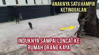 Subhanallah 3 Anak Kucing DI Tuntun Induknya Untuk Mencari Makan Karena Lapar Sampai Meong-Meong..!