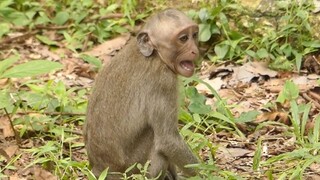 Super Crying! Julina Angry With Mom, Poor Baby Julina Cry Loudly Like This, Baby Monkey Cry
