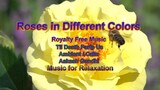 Roses in Different Colors_Music for Relaxation