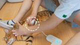 Measure Heartbeat Of Baby And Cats. Heart Beats So Fast