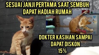 Alhamdulillah Kucing Yang Anusnya Keluar Sampai Panjang Banget Sudah Pulang Dari Klinik..!