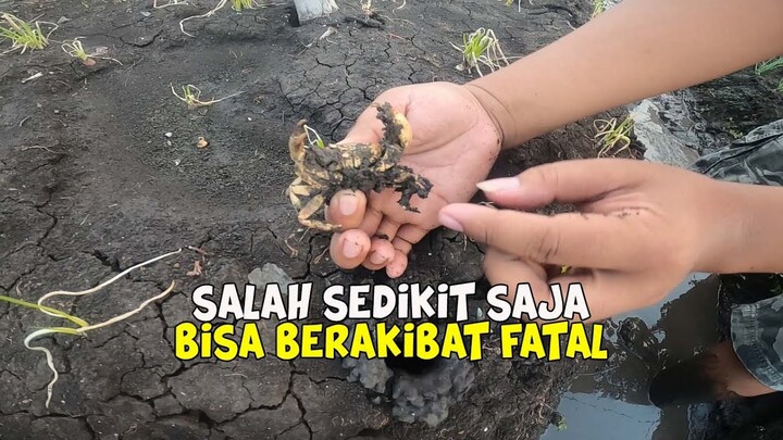 Penangan Yang Salah Pada Bawang Merah