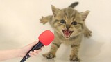 Video Kucing Lucu Banget Bikin Ngakak #51 | Kucing dan Anjing | Kucing Lucu Imut