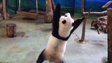 [Hewan] Memakan bambu tidaklah mudah untuk panda...