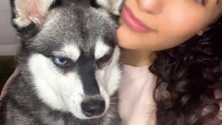 Did you know this about your dog? LearnOnTikTok dogs dogfacts paws