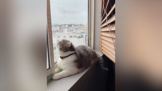 Mèo thấy chim bồ câu vẫy đuôi như chó mừng chủ vậy huhu cat catsoftiktok cutecat