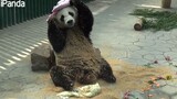 【Panda】Covering Myself in Bread Crumbs for Mummy to See