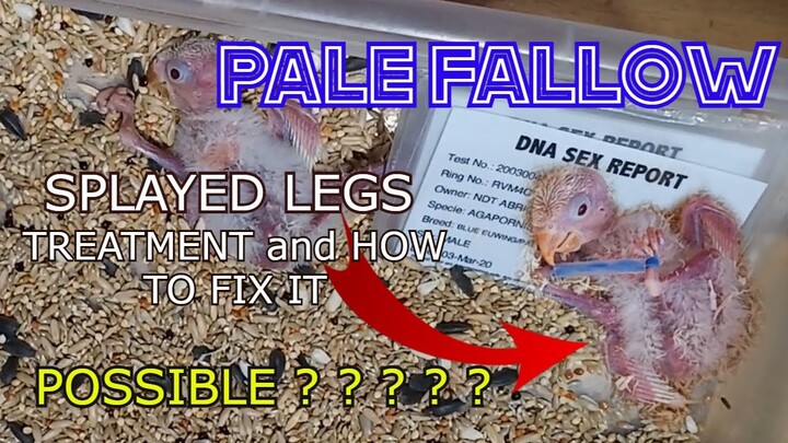 SPLAY LEGS TREATMENT and HOW TO FIX IT | PALE FALLOW chick na Splay Legs makarecover pa kaya?