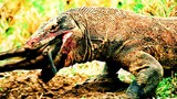 Komodo Dragon Cruelly Swallowed Monkey Alive.