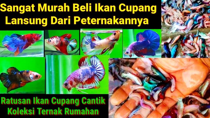 Beli Ikan Cupang Lansung Dari Peternak