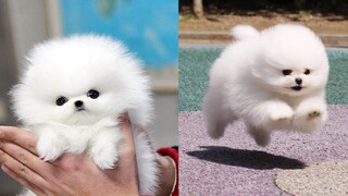 Unbelievable Mini Pomeranian | Funny and Cute Pomeranian Videos #16 | CuteVN