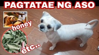 PAGTATAE NG ASO NG BASA O MALABNAW | GAMOT SA PAGDUMI NG PUPPY