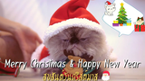 แต่งตัวน้องแมวเป็นซานตาคลอสกับวันคริสต์มาส Christmas Cats