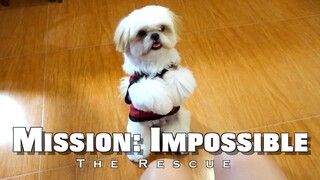 Mission: Impossible - Borgy The Shih Tzu Rescues Pink Rabbit From The Horror Net Bag