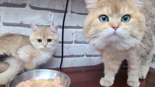 Kucing kecil dan ayah kucing makan daging bersama dan saling mengalah!