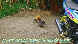 SPAR!                                    5 Mons Super Bulik VS 30 months Blak Mcrae Henny