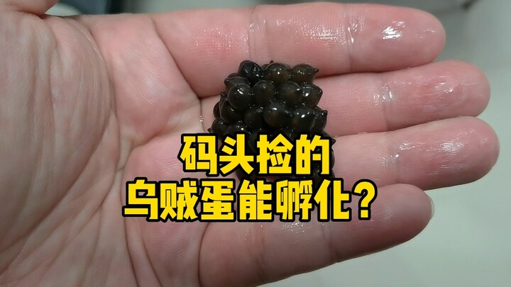 码头捡的乌贼蛋能孵化吗？