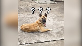 Làm gì để cuộc sống bớt nhạt? | MYPET