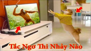 Thú Cưng TV | Dương KC Pets | Ken Trẻ Trâu Bướng Bỉnh #5 | chó Shiba vui nhộn | funny cute smart dog