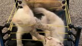 WWE CAT World 🙀
