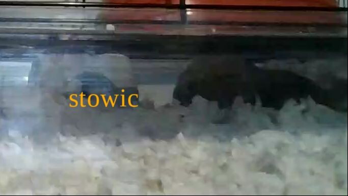 happy hamster