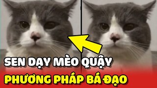 Phương pháp BÁ ĐẠO giúp Sen trị mèo QUẬY PHÁ không nghe lời 😂 | Yêu Lu