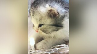 它的眼睛里有一个银河系猫 cat animal mèo ねこ 고양이 แมว kucing