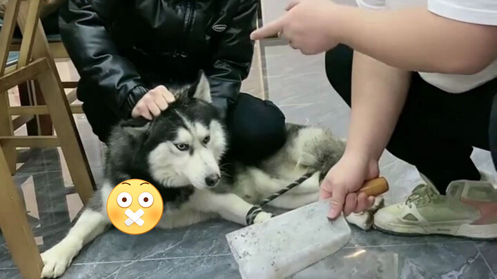 [Animals]Special punishment on a Husky