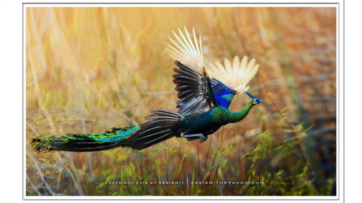【นกยูงสีเขียว|ตัดผสม】เพลง นกยูงอำลา-นกยูงสีเขียวในจีนเหลือแค่ 300 ตัว