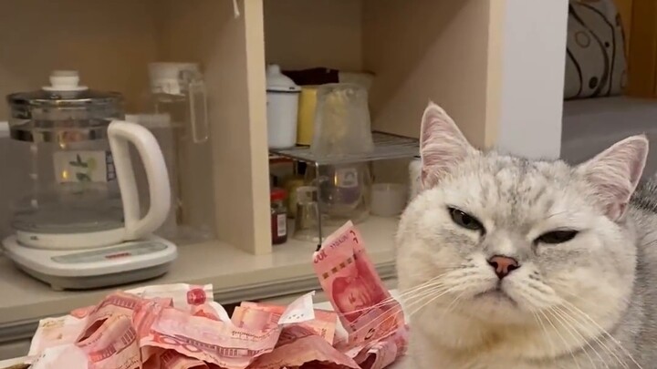 I used a cat to find private money and found...