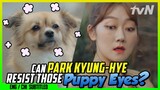 Can Park Kyunghye Resist Those Puppy Eyes? ♥♥ (ENG/CHI SUB) | Miss Lee [#tvNDigital]
