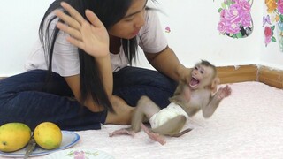 OMG!! Tiny Monkey Maku Crying Tantrum When Mom Discipline To Him