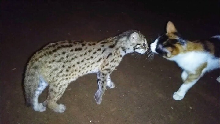 Melatih Kucing Hutan Berburu Malam Hari