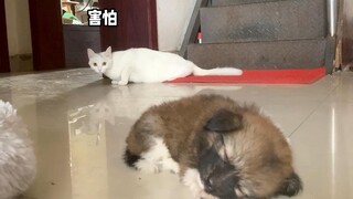 捡到一只田园犬.