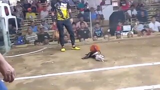 salpukan elims 1st fight win (cayden gf 2 entry name)