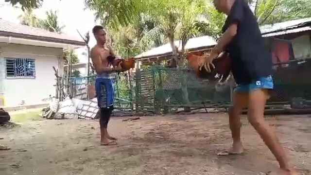 Papawis muna
