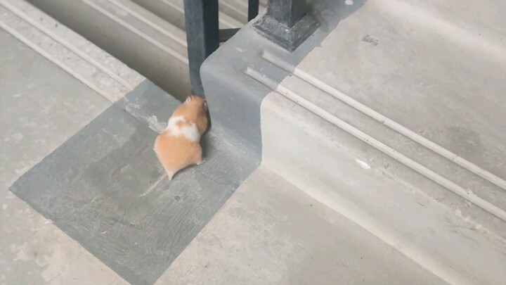 Bertemu hamster yang pergi dari rumah di tangga.