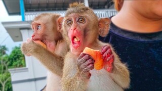 Refreshing!! Tiny Toto Yaya & Mom happily looking outside & enjoys eating an apple together