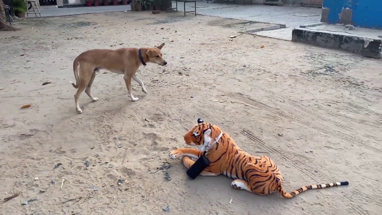 Prank dog with discount tiger