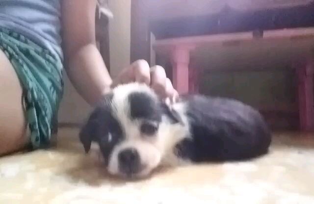 cute doggo