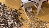 [DIY]Cara membuat mesin untuk mengupas semua jenis biji